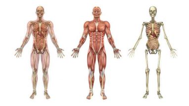 Kas Kaybının Başlıca Sebepleri